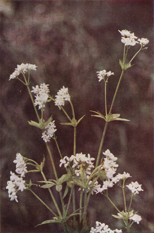 Vilda blommor: Woodruff (färgfoto) av Charles Essenhigh Corke