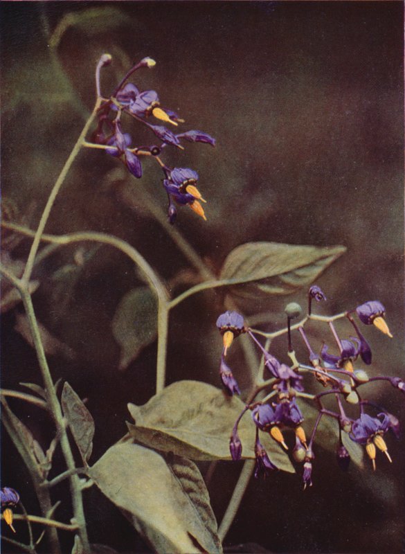 Vilda blommor: Woody Nightshade (färgfoto) av Charles Essenhigh Corke