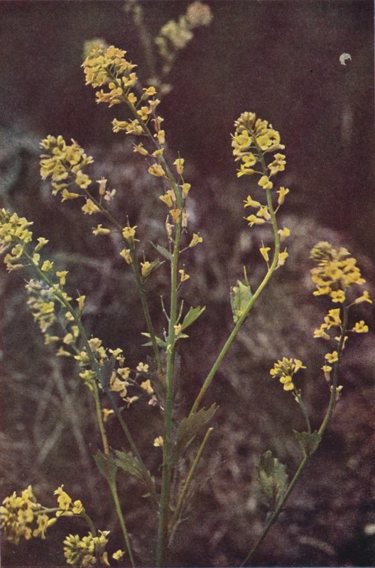 Vilda blommor: Yellow Rocket (färgfoto) av Charles Essenhigh Corke