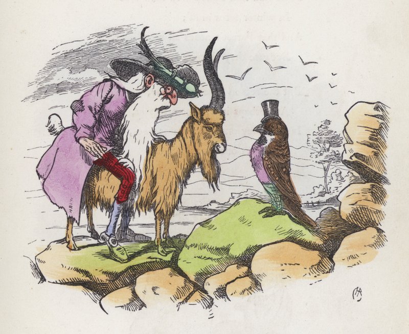 En högst oförskämd fågel (färgad gravyr) av Charles Henry (after) Bennett