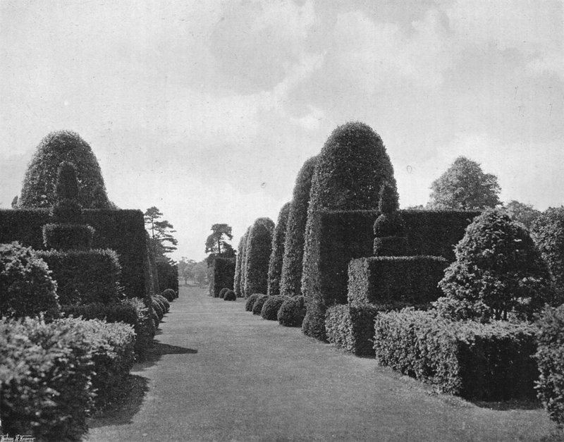 Ilex och Yew av Charles Latham