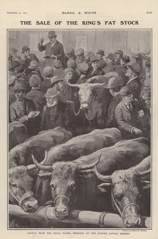 Boskap från de kungliga gårdarna i Windsor till försäljning på Slough boskapsmarknad, Berkshire (litho) av Charles Mills (after) Sheldon