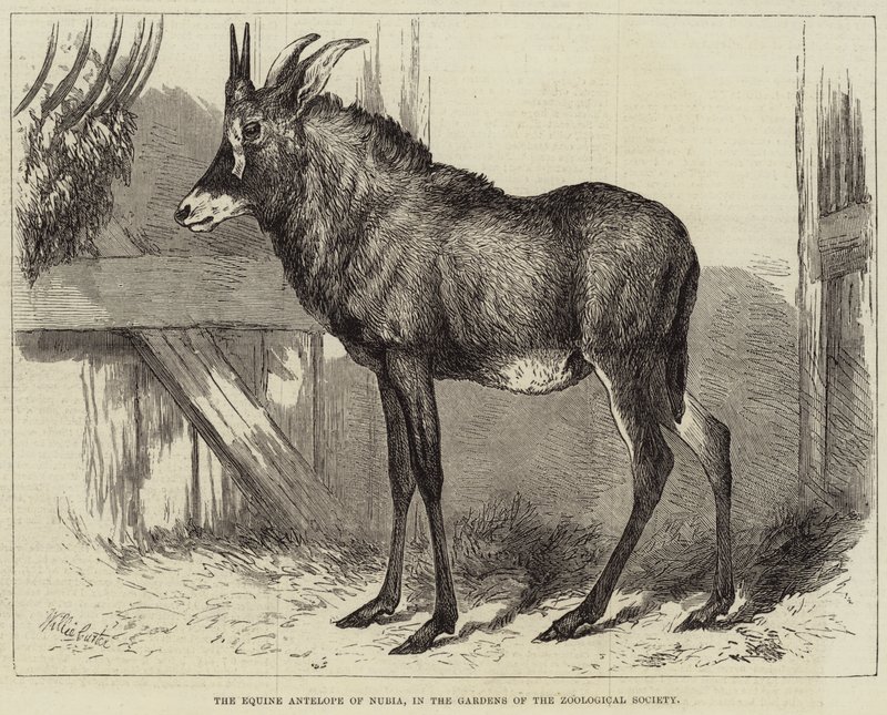 Equine Antilope of Nubia, i Zoological Societys trädgårdar av Charles William Carter