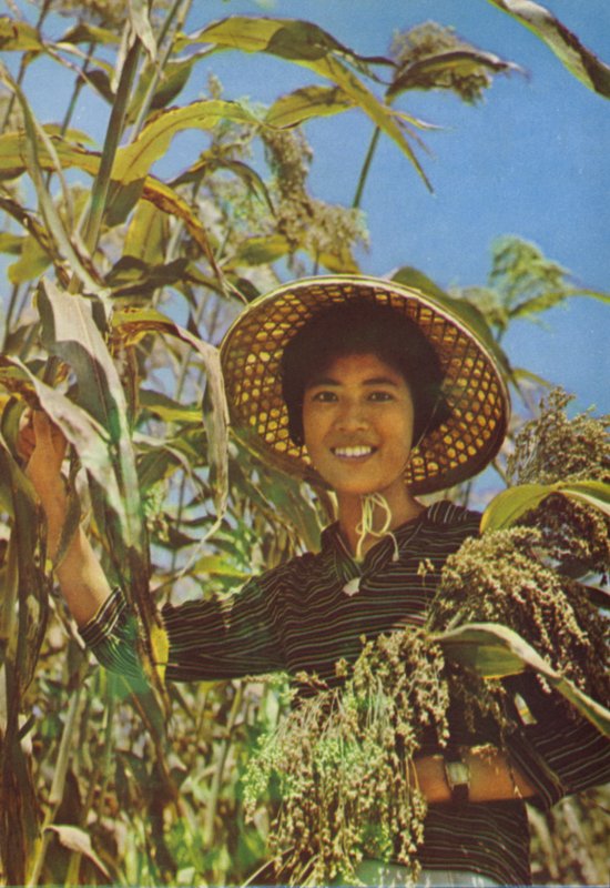 Taiwan: Sorghum som Kaoliang-vinet framställs av av Chinese Photographer