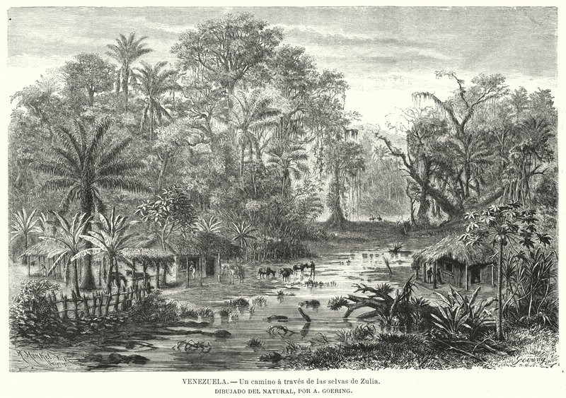 Vägen genom djungeln i Zulia, Venezuela (litho) av Christian Anton Goering