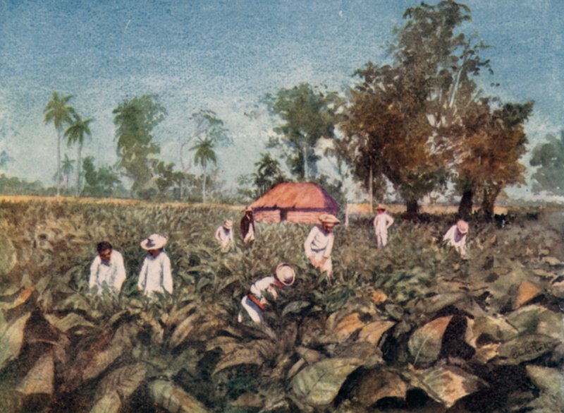 Tobaksplantage, Kuba (färg litho) av Claude Pratt