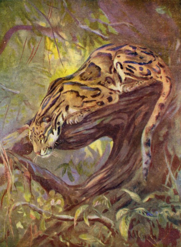 At the Zoo: Clouded Leopard (färg litho) av Cuthbert Edmund Swan