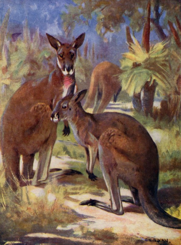 På djurparken: Känguruer (färg litho) av Cuthbert Edmund Swan