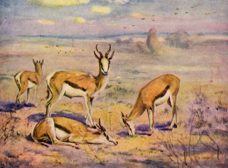 På djurparken: Springboks (färg litho) av Cuthbert Edmund Swan