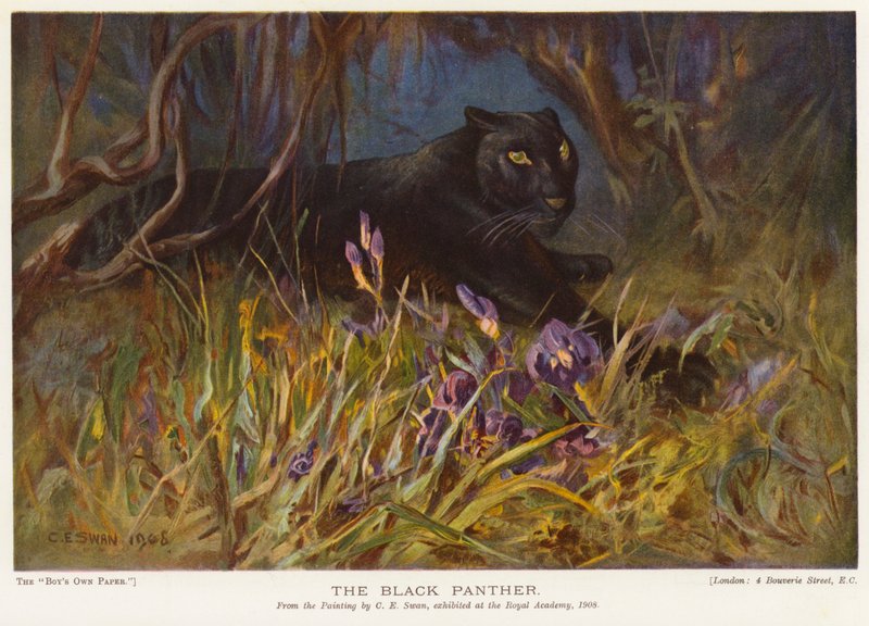 Den svarta pantern (färg litho) av Cuthbert Edmund Swan