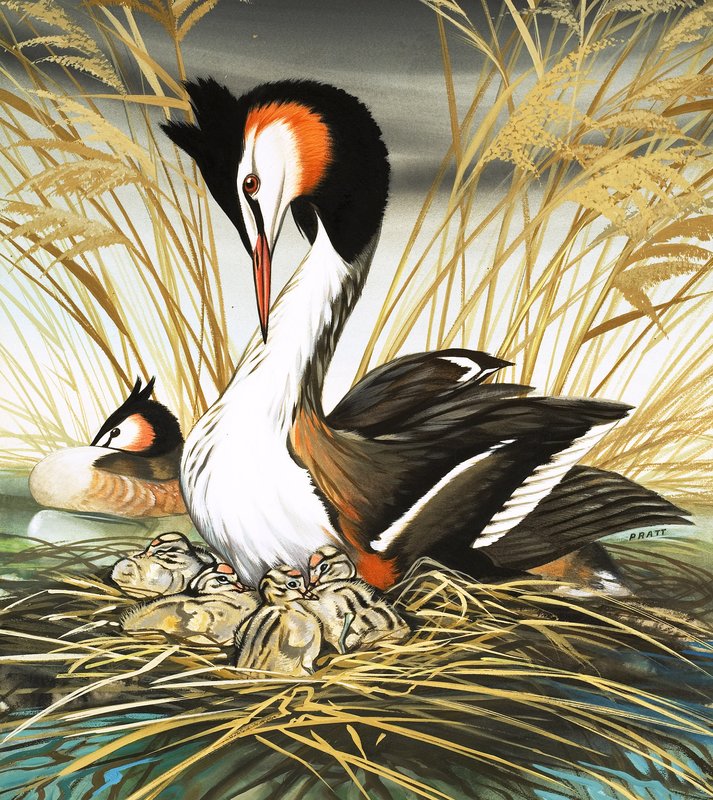 Skäggdopping, illustration från "Once Upon a Time" (gouache på papper) av David Pratt