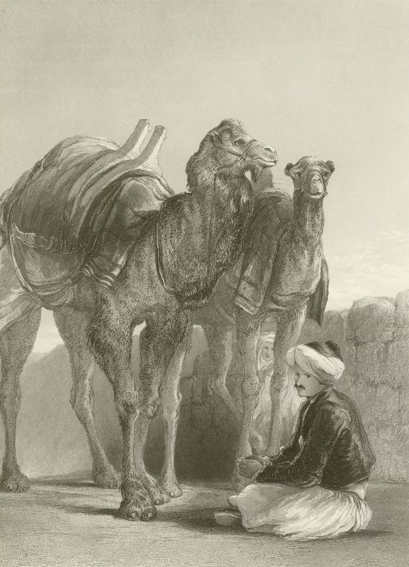 En grupp kameler vid Smyrna av David Wilkie