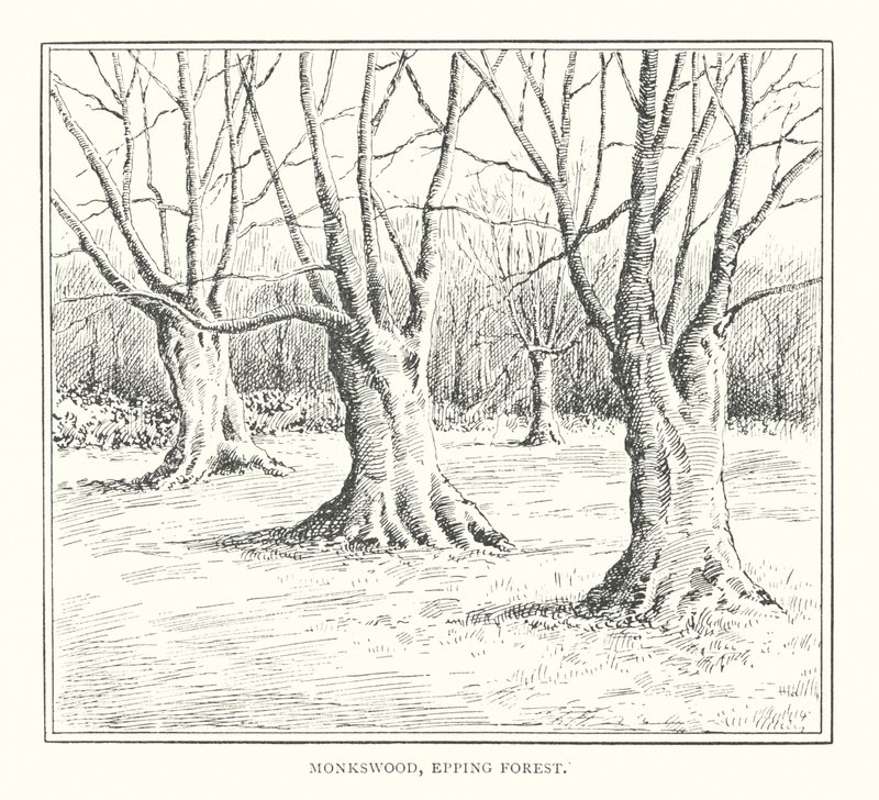 Monkswood, Epping Forest (litografi) av Duncan Moul