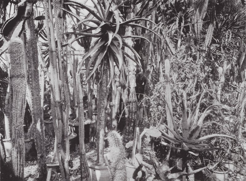 Kew Gardens, ca 1900 (svartvitt foto) av E. J. Wallis