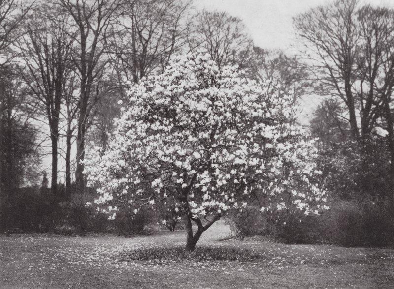 Kew Gardens, ca 1900 (svartvitt foto) av E. J. Wallis