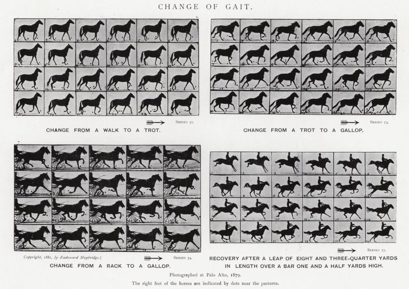 Eadweard Muybridge: Change of Gait (s/v foto) av Eadweard Muybridge