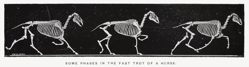 Eadweard Muybridge: Några faser i en hästs snabba trav (s/v foto) av Eadweard Muybridge