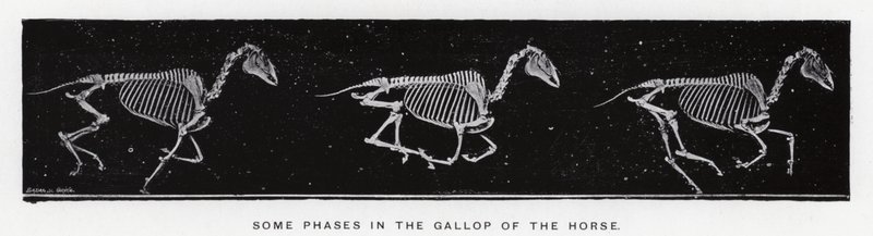 Eadweard Muybridge: Några faser i hästens galopp av Eadweard Muybridge