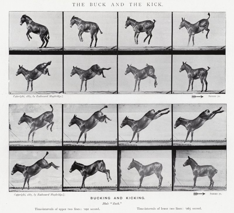 Eadweard Muybridge: The Buck and the Kick (s/v foto) av Eadweard Muybridge