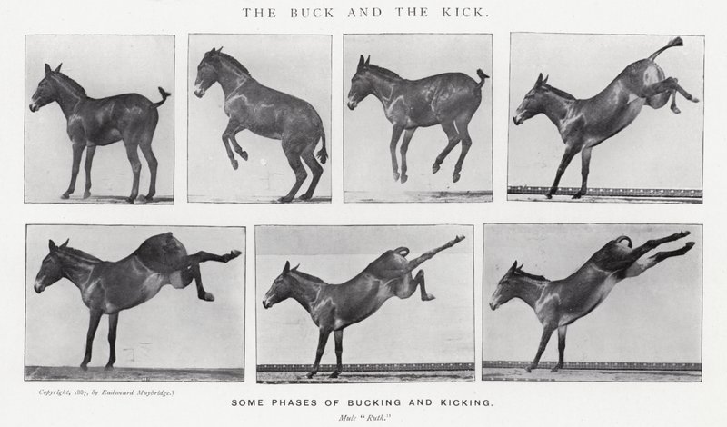 Eadweard Muybridge: The Buck and the Kick (s/v foto) av Eadweard Muybridge