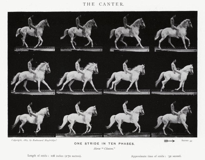 Eadweard Muybridge: The Canter (s/v foto) av Eadweard Muybridge