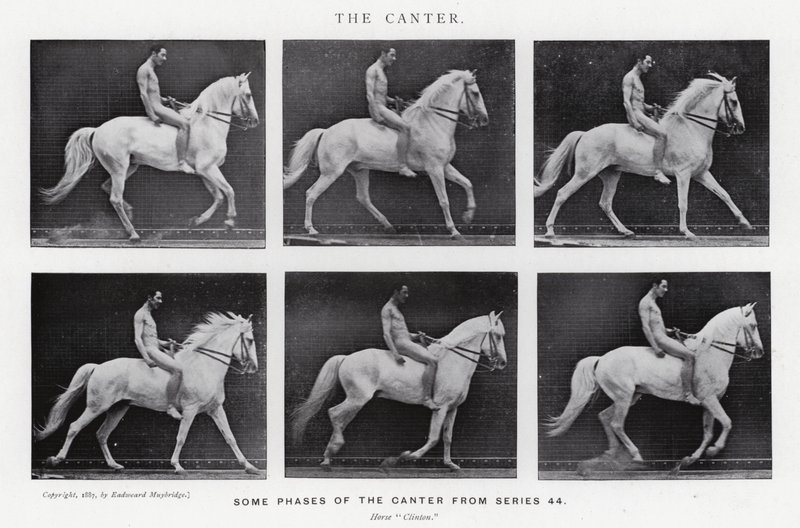 Eadweard Muybridge: The Canter (s/v foto) av Eadweard Muybridge