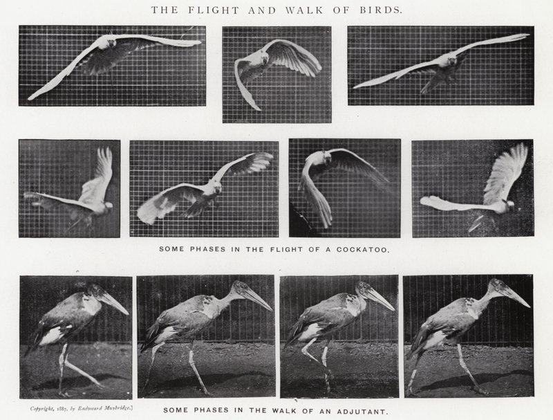 Eadweard Muybridge: The Flight and Walk of Birds (s/v foto) av Eadweard Muybridge
