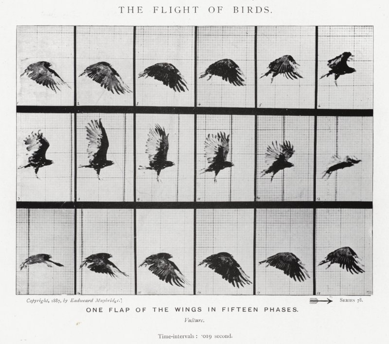 Eadweard Muybridge: The Flight of Birds (s/v foto) av Eadweard Muybridge
