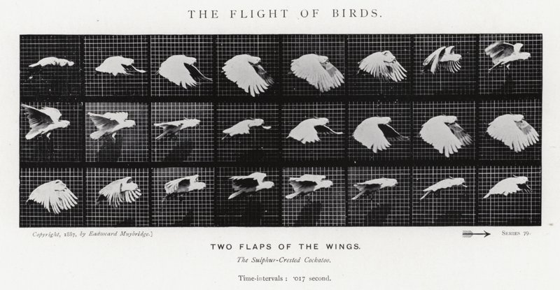 Eadweard Muybridge: The Flight of Birds (s/v foto) av Eadweard Muybridge