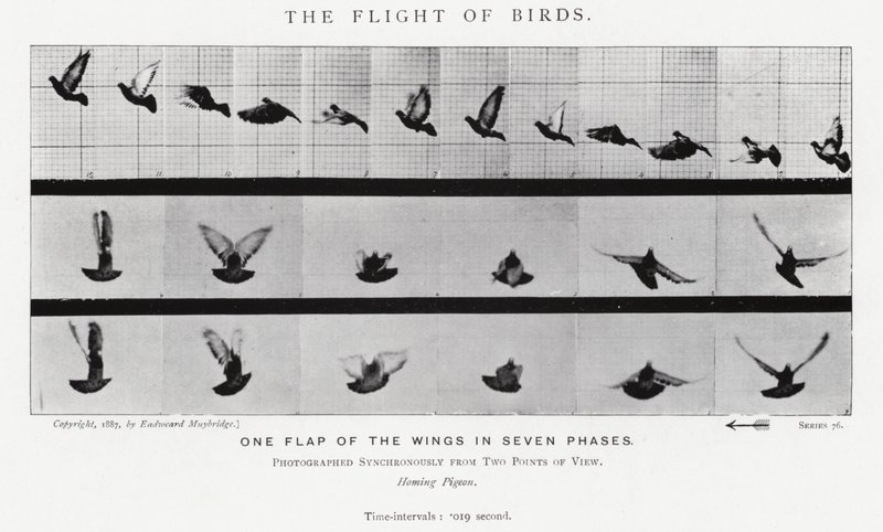 Eadweard Muybridge: The Flight of Birds (s/v foto) av Eadweard Muybridge
