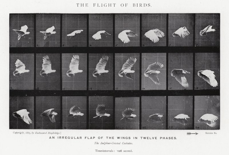 Eadweard Muybridge: The Flight of Birds (s/v foto) av Eadweard Muybridge