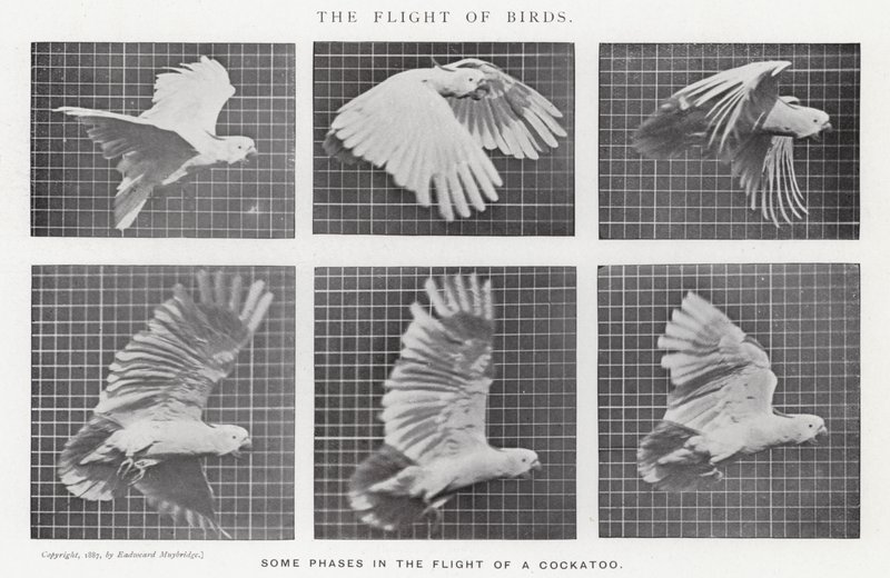Eadweard Muybridge: The Flight of Birds (s/v foto) av Eadweard Muybridge