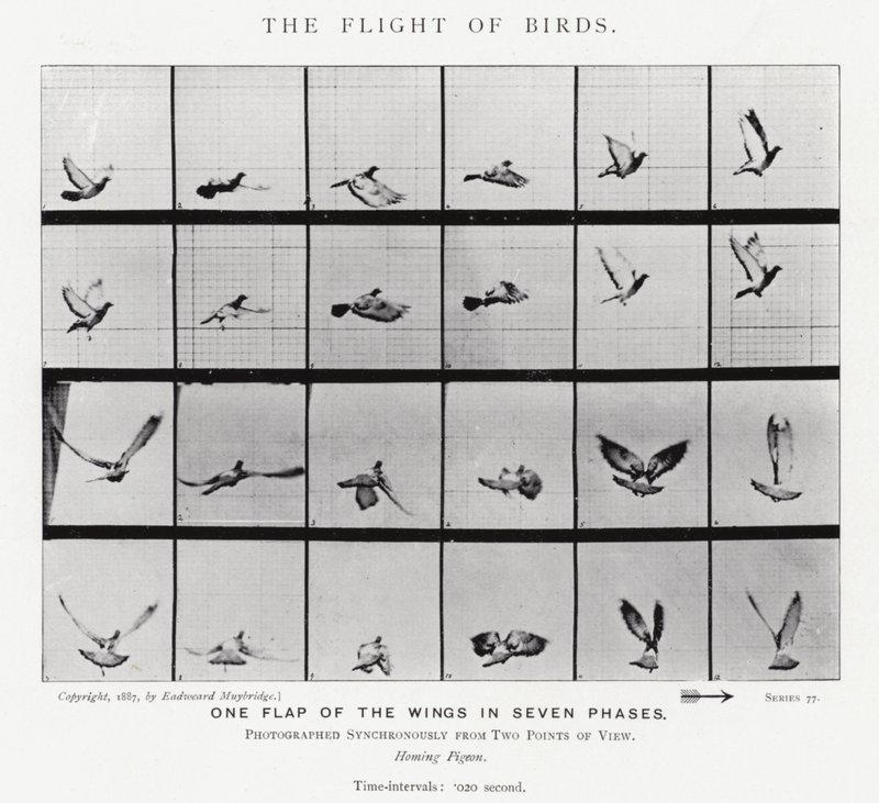 Eadweard Muybridge: The Flight of Birds (s/v foto) av Eadweard Muybridge