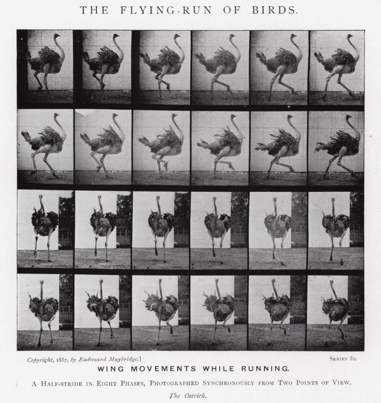 Eadweard Muybridge: The Flying-Run of Birds (s/v foto) av Eadweard Muybridge