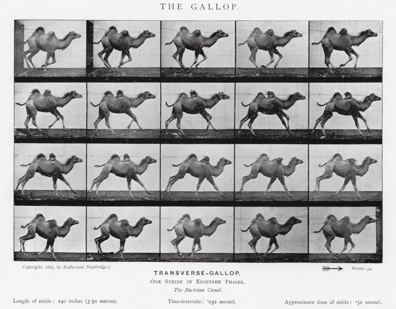 Eadweard Muybridge: The Gallop (s/v foto) av Eadweard Muybridge