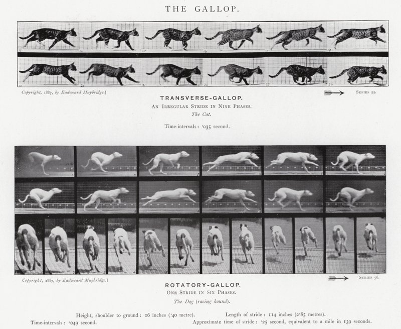 Eadweard Muybridge: The Gallop (s/v foto) av Eadweard Muybridge