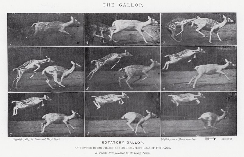 Eadweard Muybridge: The Gallop (s/v foto) av Eadweard Muybridge
