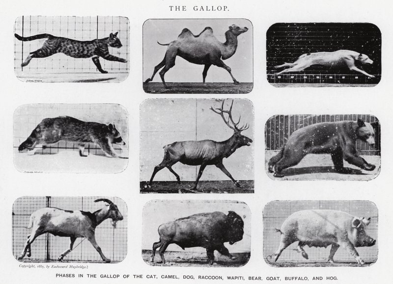 Eadweard Muybridge: The Gallop (s/v foto) av Eadweard Muybridge