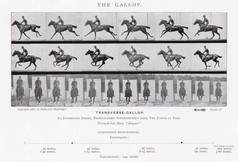 Eadweard Muybridge: The Gallop (s/v foto) av Eadweard Muybridge