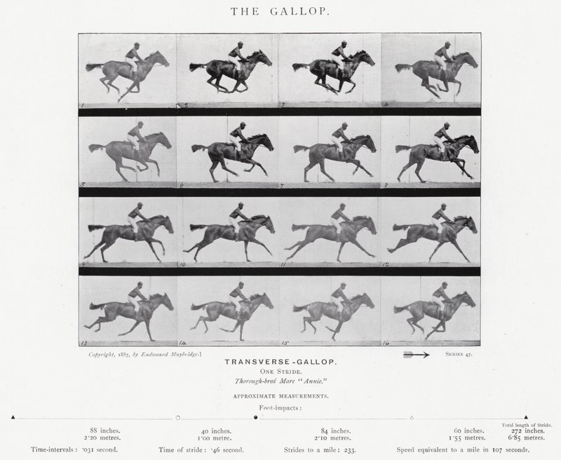 Eadweard Muybridge: The Gallop (s/v foto) av Eadweard Muybridge