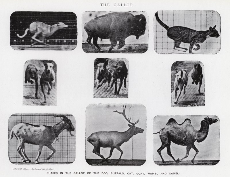 Eadweard Muybridge: The Gallop (s/v foto) av Eadweard Muybridge