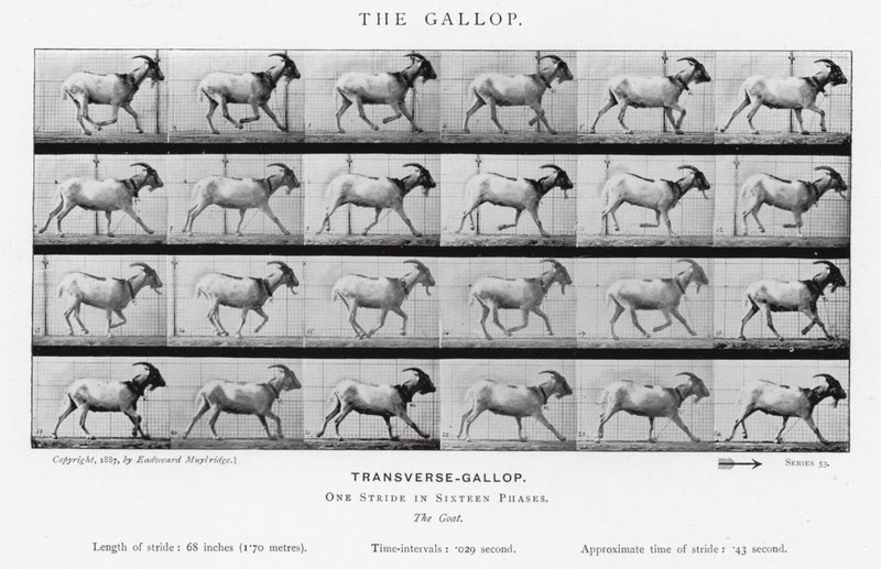 Eadweard Muybridge: The Gallop (s/v foto) av Eadweard Muybridge