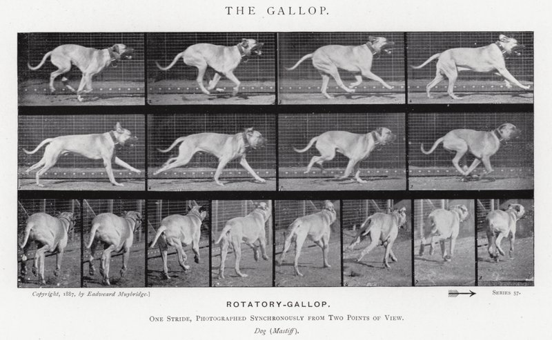 Eadweard Muybridge: The Gallop (s/v foto) av Eadweard Muybridge