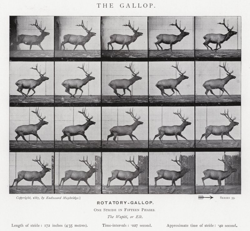 Eadweard Muybridge: The Gallop (s/v foto) av Eadweard Muybridge