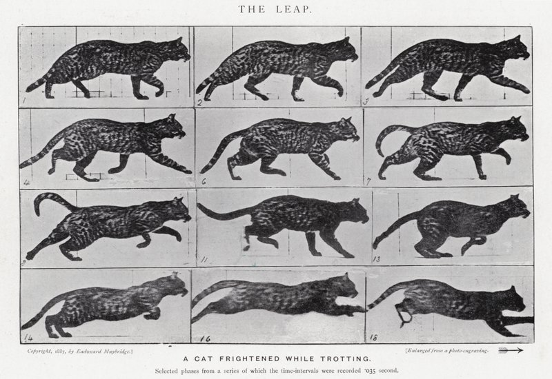 Eadweard Muybridge: The Leap (s/v foto) av Eadweard Muybridge