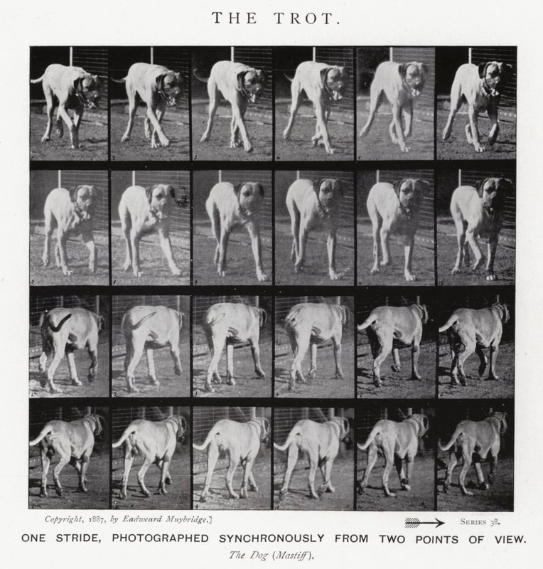 Eadweard Muybridge: The Trot (s/v foto) av Eadweard Muybridge
