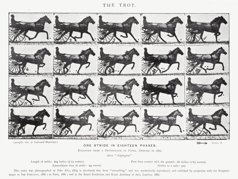 Eadweard Muybridge: The Trot (s/v foto) av Eadweard Muybridge