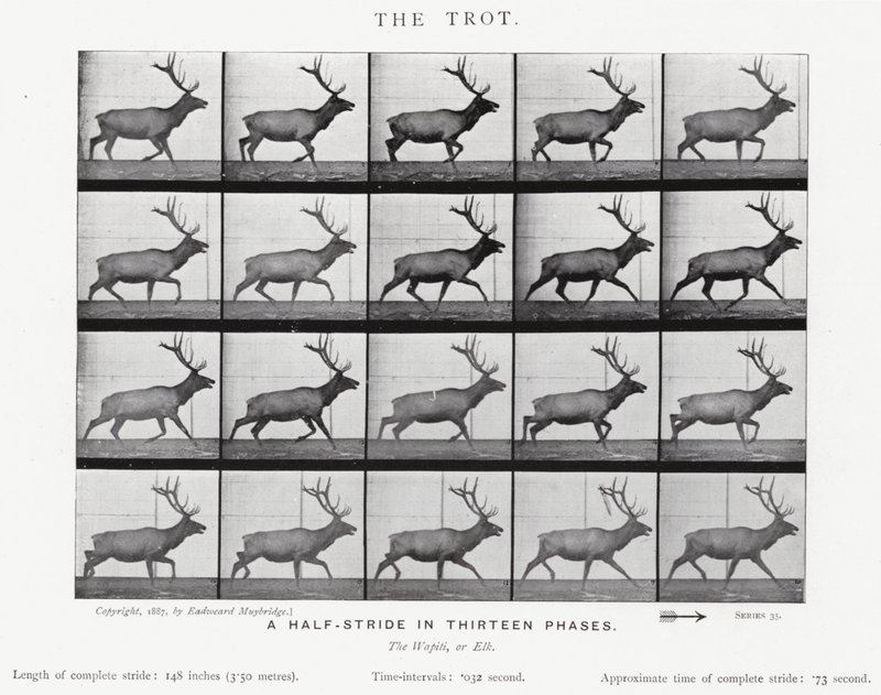 Eadweard Muybridge: The Trot (s/v foto) av Eadweard Muybridge