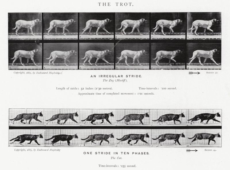 Eadweard Muybridge: The Trot (s/v foto) av Eadweard Muybridge