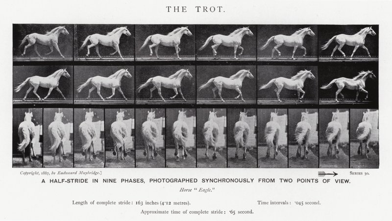 Eadweard Muybridge: The Trot (s/v foto) av Eadweard Muybridge